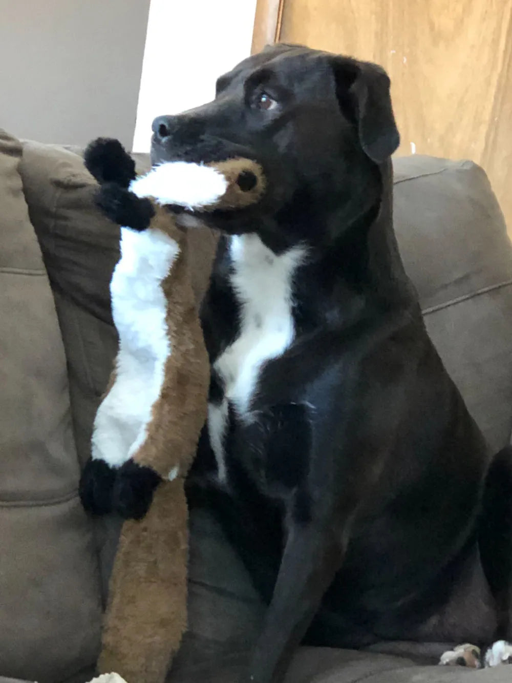 Stuffed Animal Toy